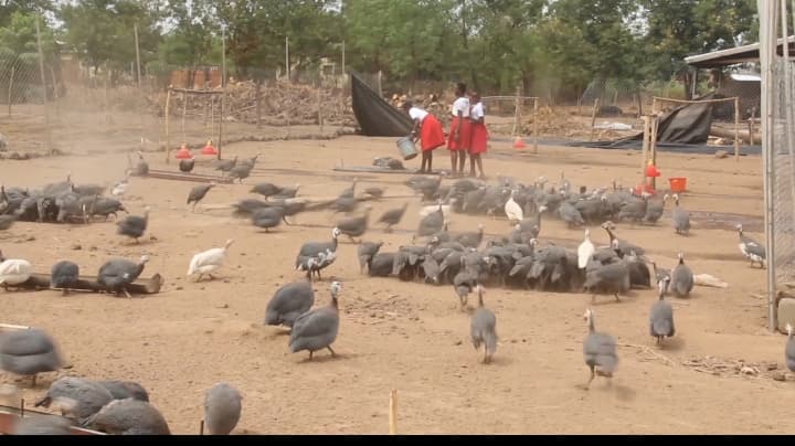 Northern College of Science and Technology's School Farming System Should Be Modelled in Other Schools – Yendi Authorities